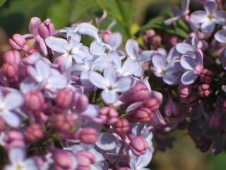 lilac 1